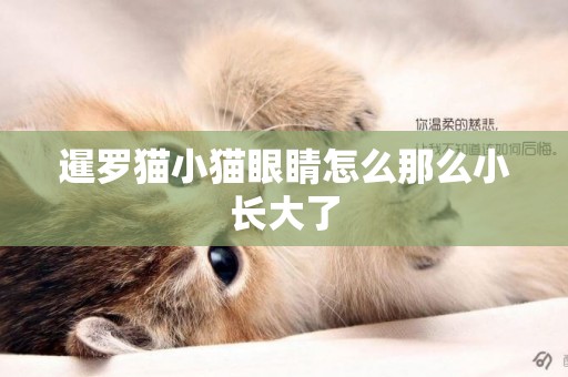 暹羅貓小貓眼睛怎么那么小長大了