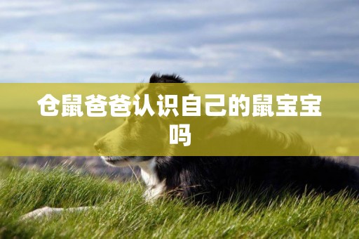 倉鼠爸爸認識自己的鼠寶寶嗎