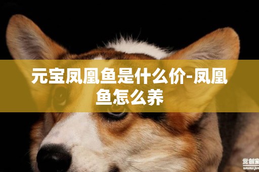 元寶鳳凰魚是什么價-鳳凰魚怎么養