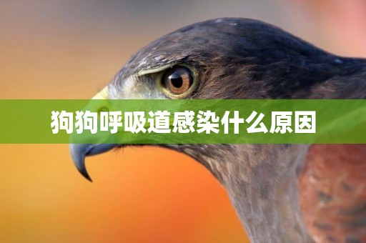 狗狗呼吸道感染什么原因