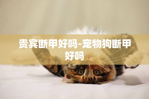 貴賓斷甲好嗎-寵物狗斷甲好嗎
