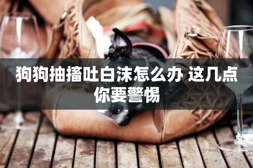狗狗抽搐吐白沫怎么辦 這幾點你要警惕