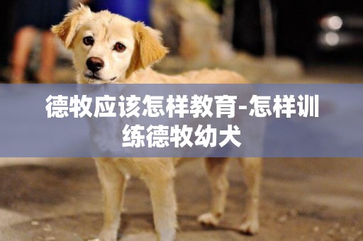 德牧應該怎樣教育-怎樣訓練德牧幼犬