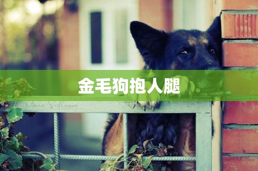 金毛狗抱人腿