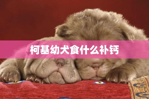 柯基幼犬食什么補鈣