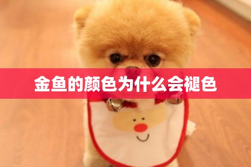 金魚的顏色為什么會褪色