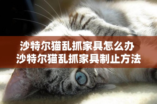 沙特爾貓亂抓家具怎么辦 沙特爾貓亂抓家具制止方法