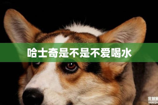 哈士奇是不是不愛喝水