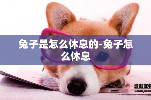 兔子是怎么休息的-兔子怎么休息