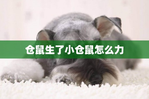 倉鼠生了小倉鼠怎么力