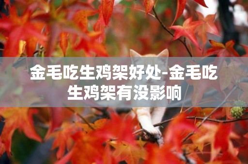 金毛吃生雞架好處-金毛吃生雞架有沒影響