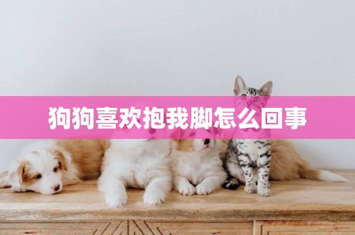 狗狗喜歡抱我腳怎么回事