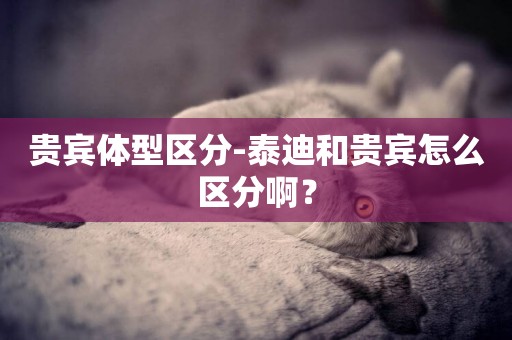 貴賓體型區分-泰迪和貴賓怎么區分啊？