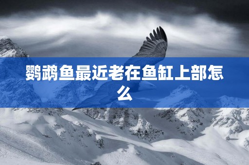 鸚鵡魚最近老在魚缸上部怎么