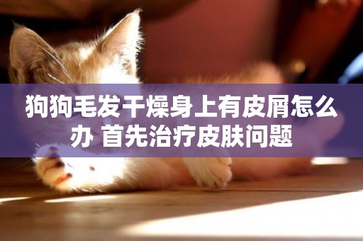 狗狗毛發干燥身上有皮屑怎么辦 首先治療皮膚問題
