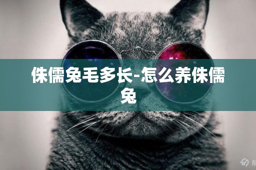 侏儒兔毛多長-怎么養侏儒兔