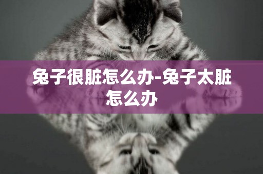 兔子很臟怎么辦-兔子太臟怎么辦