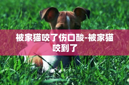 被家貓咬了傷口酸-被家貓咬到了
