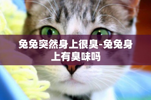 兔兔突然身上很臭-兔兔身上有臭味嗎