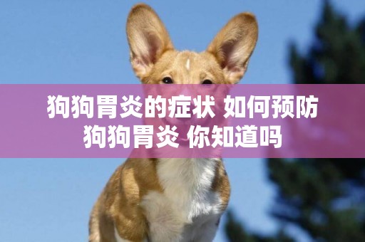 狗狗胃炎的癥狀 如何預防狗狗胃炎 你知道嗎