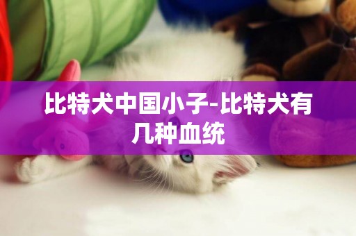 比特犬中國小子-比特犬有幾種血統