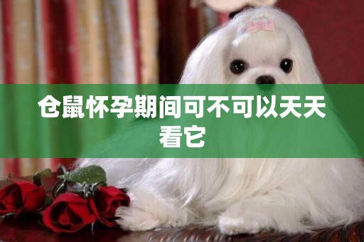 倉鼠懷孕期間可不可以天天看它