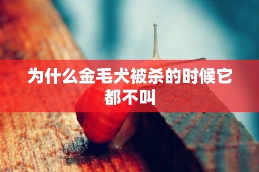 為什么金毛犬被殺的時候它都不叫