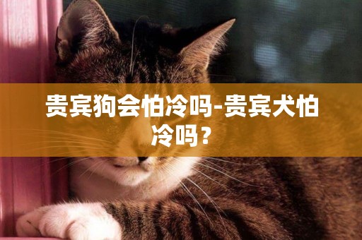 貴賓狗會怕冷嗎-貴賓犬怕冷嗎？