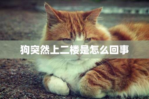 狗突然上二樓是怎么回事