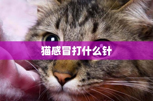 貓感冒打什么針