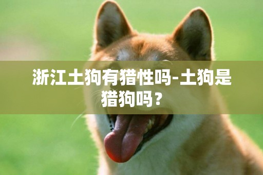 浙江土狗有獵性嗎-土狗是獵狗嗎？