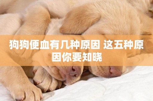 狗狗便血有幾種原因 這五種原因你要知曉