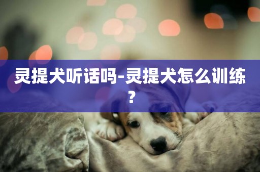 靈提犬聽話嗎-靈提犬怎么訓練？
