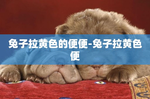兔子拉黃色的便便-兔子拉黃色便