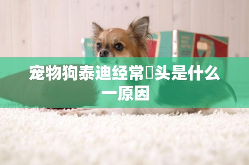 寵物狗泰迪經常搖頭是什么一原因