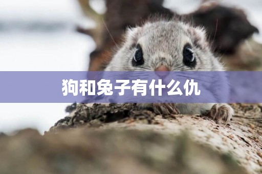 狗和兔子有什么仇