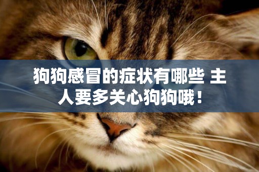 狗狗感冒的癥狀有哪些 主人要多關心狗狗哦！