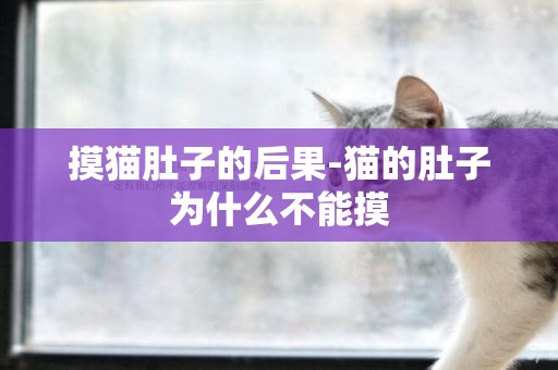 摸貓肚子的后果-貓的肚子為什么不能摸