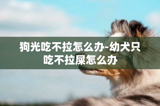 狗光吃不拉怎么辦-幼犬只吃不拉屎怎么辦
