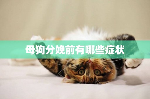 母狗分娩前有哪些癥狀