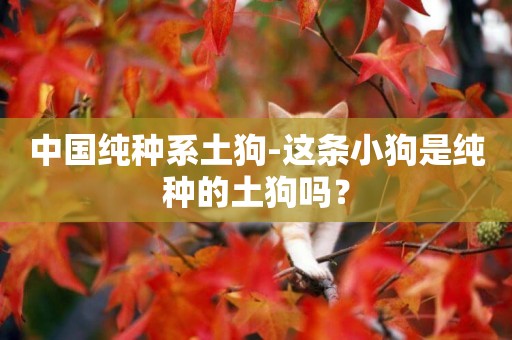 中國純種系土狗-這條小狗是純種的土狗嗎？