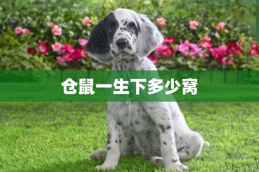 倉鼠一生下多少窩