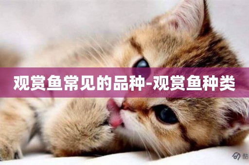 觀賞魚常見的品種-觀賞魚種類