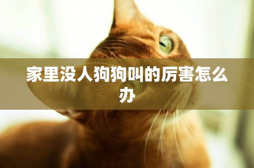 家里沒人狗狗叫的厲害怎么辦