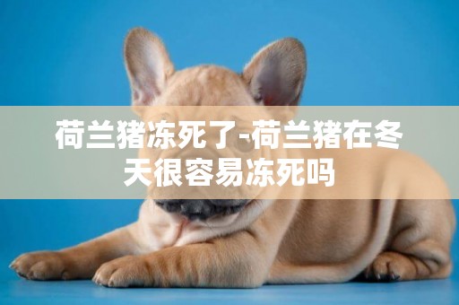 荷蘭豬凍死了-荷蘭豬在冬天很容易凍死嗎