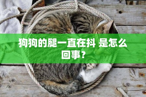 狗狗的腿一直在抖 是怎么回事? 狗狗的腿一直在抖 是怎么回事?