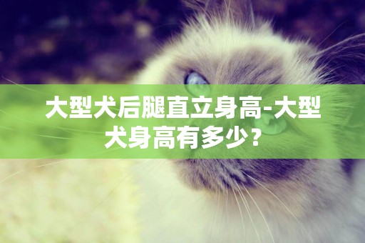 大型犬后腿直立身高-大型犬身高有多少？