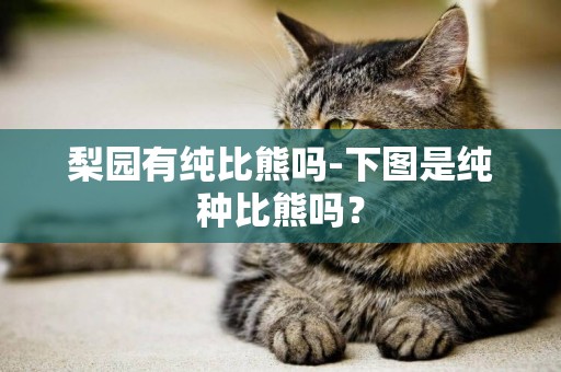 梨園有純比熊嗎-下圖是純種比熊嗎？