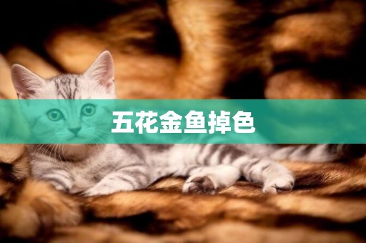 五花金魚掉色