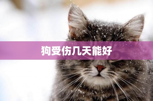 狗受傷幾天能好